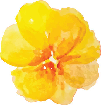 yellow flower trasnsparant background, hand-drawn watercolor