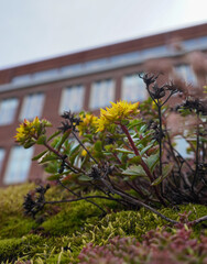 Close up of flower with building in background