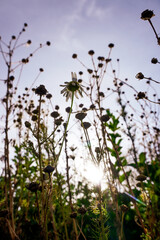 Low angle view of plants against the sky