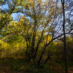 Fototapeta premium Wild grape leaves on the ground in autumn. Broken trees in the autumn forest among thickets of wild grapes, storm damage. Autumn background. Red autumn leaves. Nature background. Autumn atmosphere..