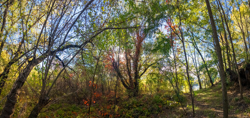 Wild grape leaves on the ground in autumn. Broken trees in the autumn forest among thickets of wild grapes, storm damage. Autumn background. Red autumn leaves. Nature background. Autumn atmosphere..