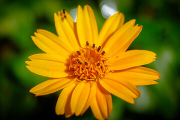 yellow daisy flower