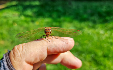 Dragonfly's face on man's finger. Close-up. Summer blurred natural background. Insect biology.