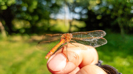 Transparent patterned dragonfly wings, man's finger. Dragonfly on finger against nature in soft focus