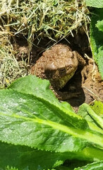 Common toad frog (Bufo bufo) sitting in the mud. Selective focus