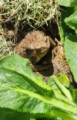 Common toad frog (Bufo bufo) sitting in the mud. Selective focus