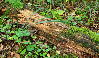 Obraz premium Green frog sitting on a fallen tree trunk in the forest in spring or summer
