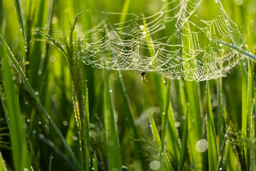  Spider On Spider Web In Grass