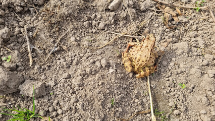 Common toad frog (Bufo bufo) sitting in the mud. Selective focus