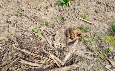 Common toad frog (Bufo bufo) sitting in the mud. Selective focus