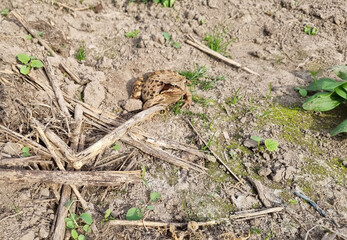 Common toad frog (Bufo bufo) sitting in the mud. Selective focus