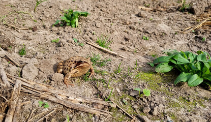 Common toad frog (Bufo bufo) sitting in the mud. Selective focus