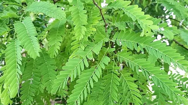 Tamarind green leaves on water drops