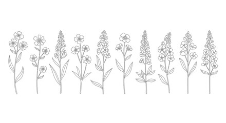 Delicate botanical line art collection featuring wildflowers and herbs rendered in black and white for elegant design vector