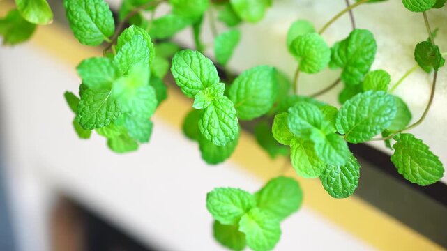 Close Up Fresh Green Mint Leaves