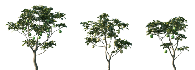 Set of Citrus limon (The lemon) frontal isolated png on a transparent background perfectly cutout