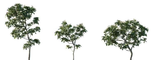 Set of Citrus limon (The lemon) frontal isolated png on a transparent background perfectly cutout