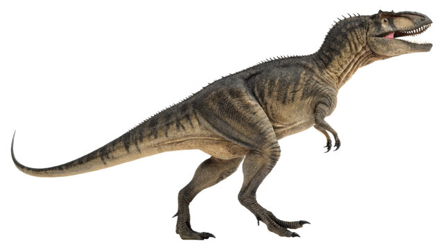 Albertosaurus, isolated on a transparent background PNG