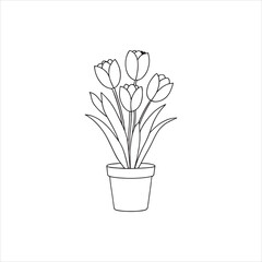 tulips, potted plants