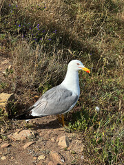 A Seagull with White and Grey Plumage and a Bright Yellow Bill with a Red Spot