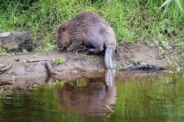 Beaver on the riverbank eating