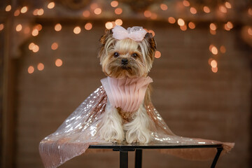 Yorkshire Terrier wearing pink sparkling cape and pleated collar poses elegantly under soft bokeh lights. Perfect for holiday, fashion, or pet portrait themes with cozy indoor atmosphere and golden  © Kseniia