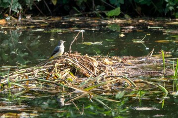 Grey wagtail Motacilla Cinerea perched on a branch in The Chichester Canal West Sussex England