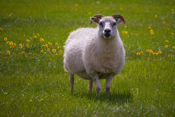 Fototapeta premium The icelandic sheep playing on green glass in a summer day