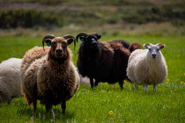 The icelandic sheep playing on green glass in a summer day