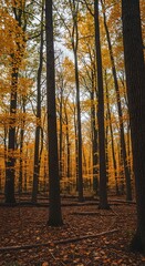 Autumn Forest Scene.
