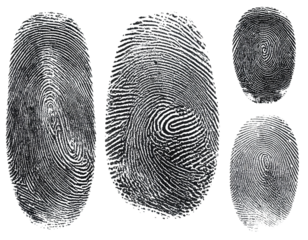  Detailed Human Fingerprint Set Isolated Transparent Background.