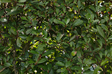 Detailed view of a lush green foliage, showing the texture and color variations of plant leaves. Perfect for nature, garden, and environment con