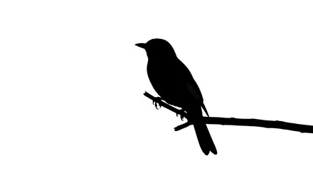 Obraz premium Silhouette of a bird perched on a branch isolated PNG with Transparent Background