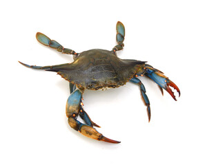 Blue Crab with white background