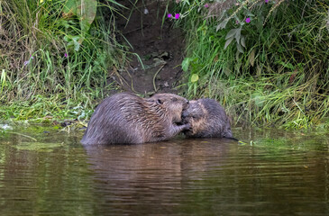 Beaver adult with a kit grooming each other © Digital Nature 