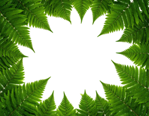 Floral silhouette in fern frame