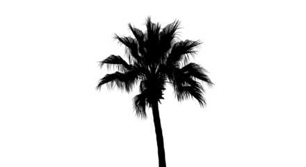 Silhouette of a single palm tree on white background