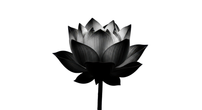 Black and white lotus flower blossom on white background