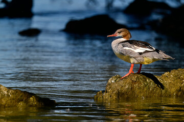 Gänsesäger // Common merganser (Mergus merganser) 
