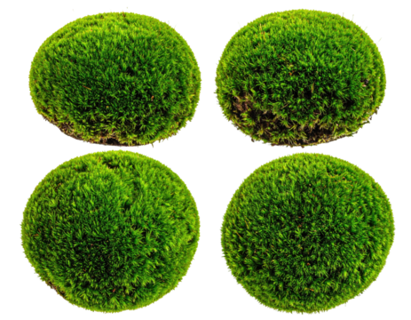 Four circular clumps of moss