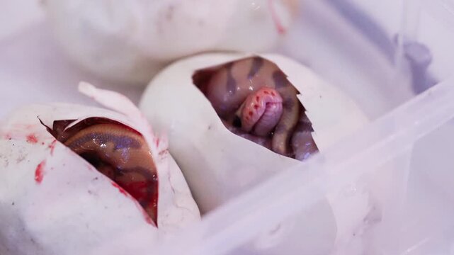 Macro close-up of baby Ball Python hatchlings emerging from leathery white eggs in a incubator. The snake shows its striped head, a key moment in assisted hatching and professional reptile breeding.