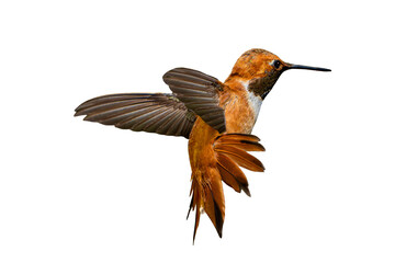 Rufous Hummingbird (Selasphorus rufus) Photo, Not Generative AI, in flight on a Transparent Isolated PNG Background © Jim