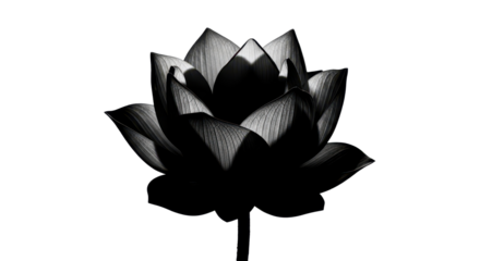Elegant black and white lotus flower on white background