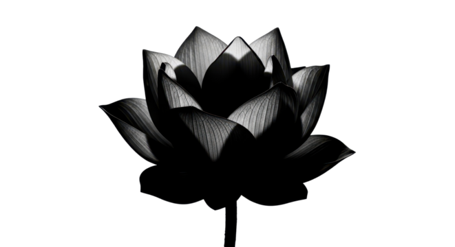 Elegant black and white lotus flower on white background - Powered by Adobe