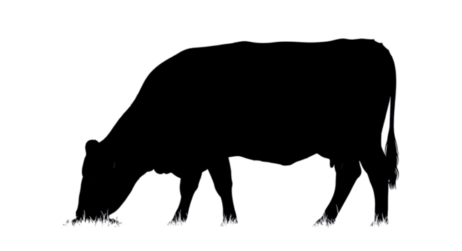 Silhouette of a cow grazing in a field isolated PNG with Transparent Background