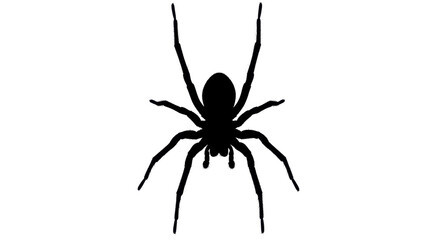 Silhouette of a spider seen from above isolated PNG with Transparent Background