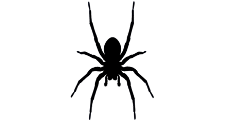 Silhouette of a spider seen from above isolated PNG with Transparent Background