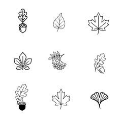 Line art of various leaves and acorns in a grid layout  