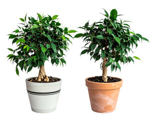 Obraz premium Two Ficus bonsai in pots