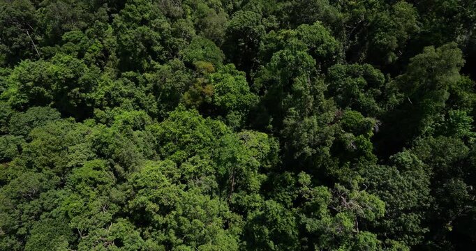 Aerial view of Langkawi's dense tropical forest canopy, showcasing lush treetops, multi-layered vegetation, and intricate foliage. Detailed view of natural landscape of famous geopark
